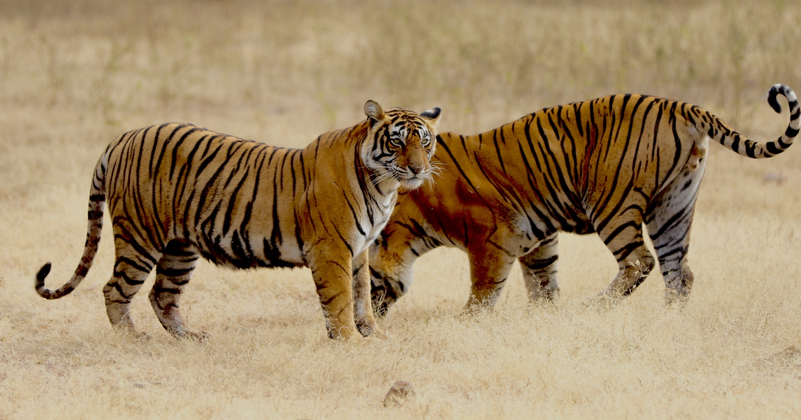 Ranthambore