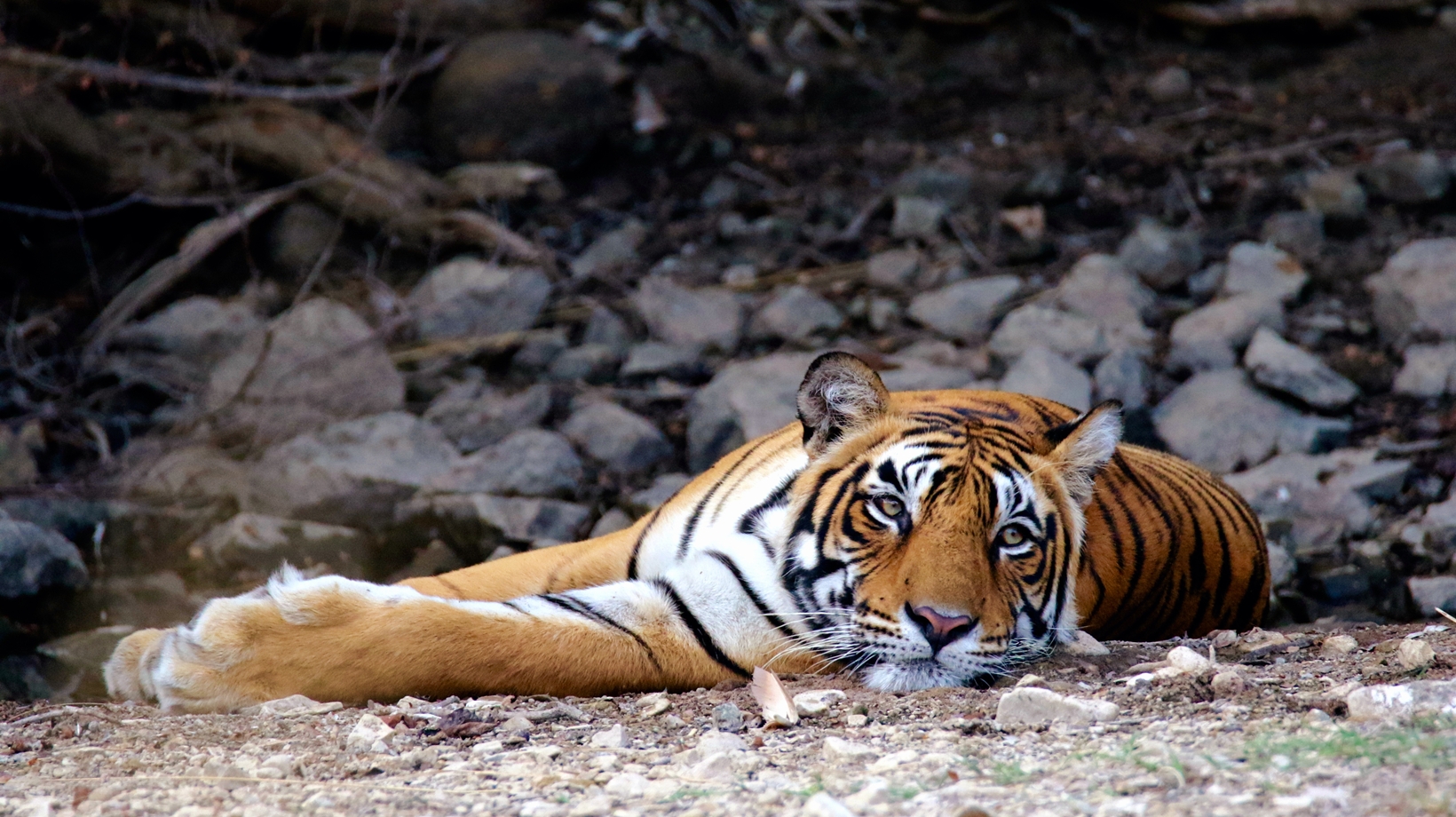 Bandhavgarh Tiger