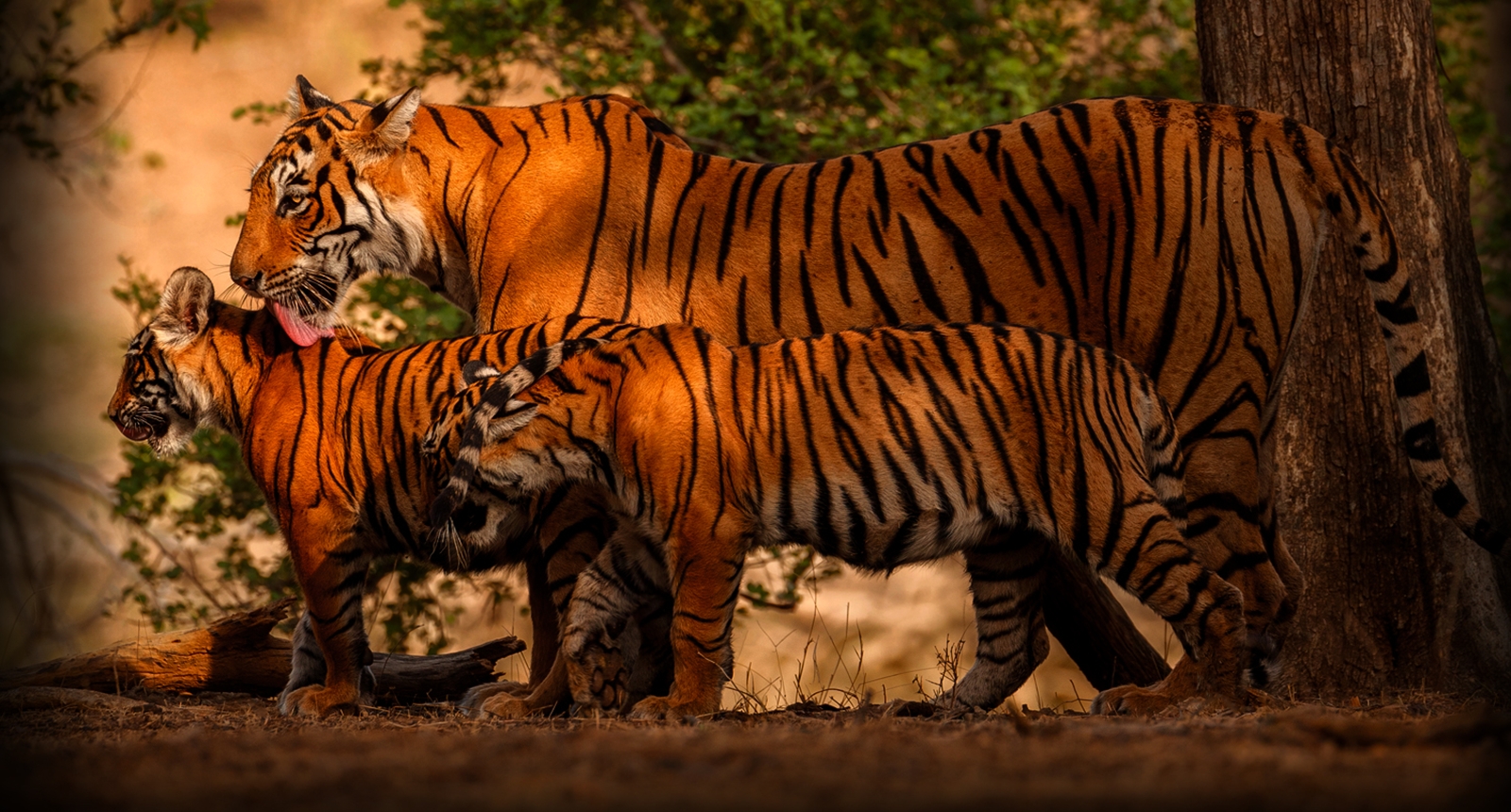 Bandhavgarh Sloth Bear