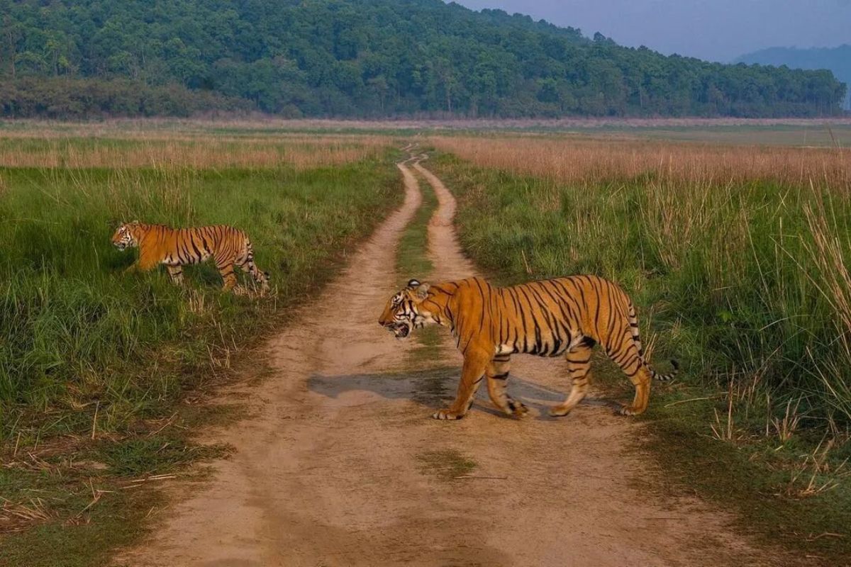 tiger safari